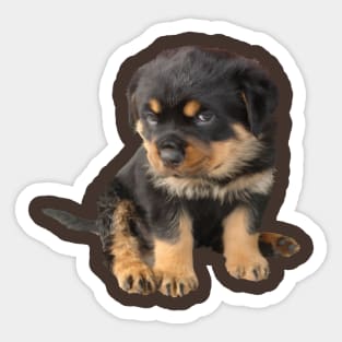 Rottweiler Puppy With Cute Expression Cut Out Sticker